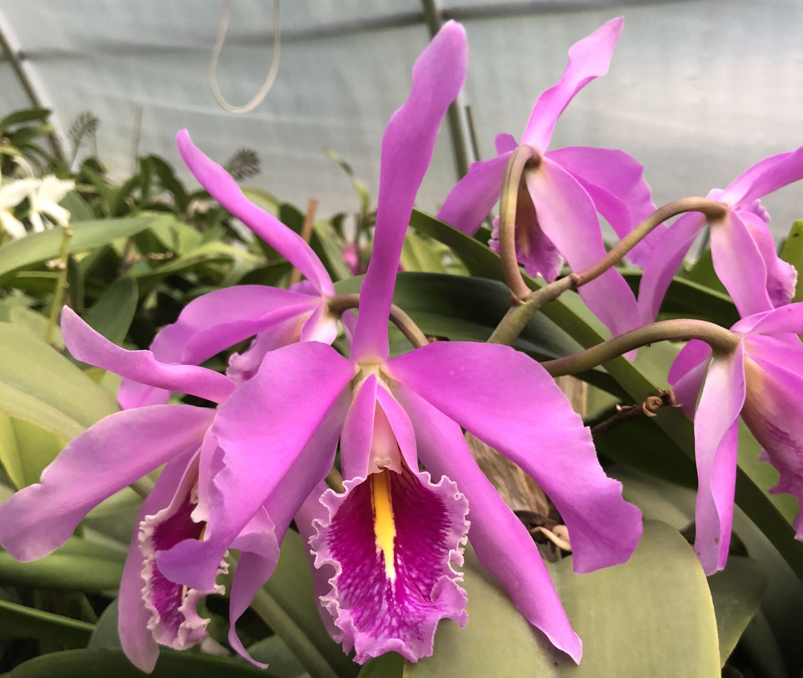 C. maxima 'Chadwick's Dark' AM/AOS Carrboro Tropicals