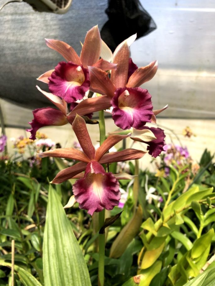Phaius Lady Ramona "Looking You' AM/AOS Carrboro Tropicals