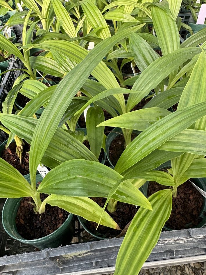 Phaius Lady Ramona "Looking You' AM/AOS Carrboro Tropicals