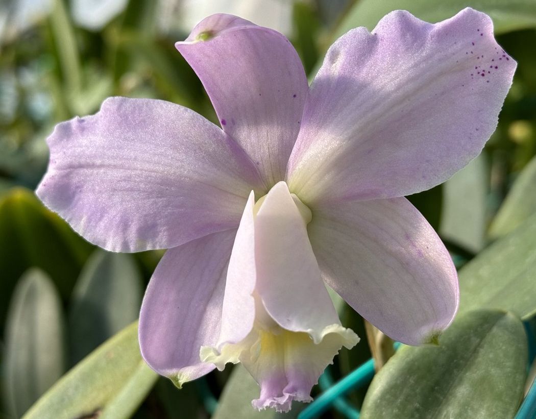 C. loddigesii ‘Carina’ AM/AOS Cattleya species orchid plant Carrboro