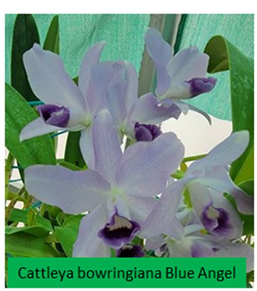 Cattleya bowringiana var. coerulea 'Blue Angel' HCC/AOS Carrboro