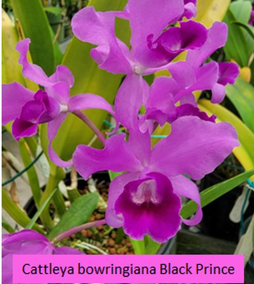 Cattleya (Guarianthe) bowringiana ‘Black Prince’ Carrboro Tropicals