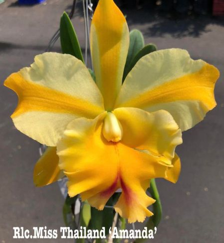 Rlc Miss Thailand 'Amanda' - Carrboro Tropicals