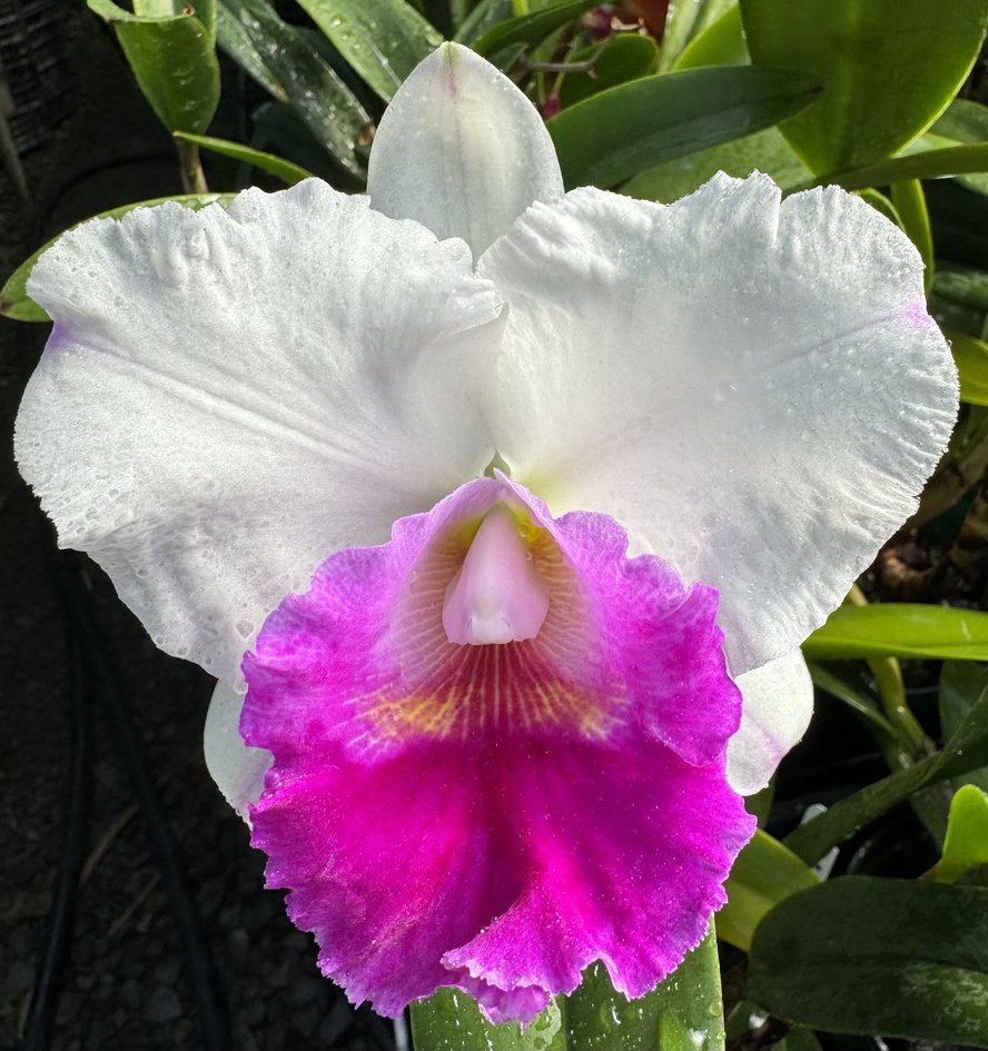 Rlc Monthatip Holiday Carrboro Tropicals
