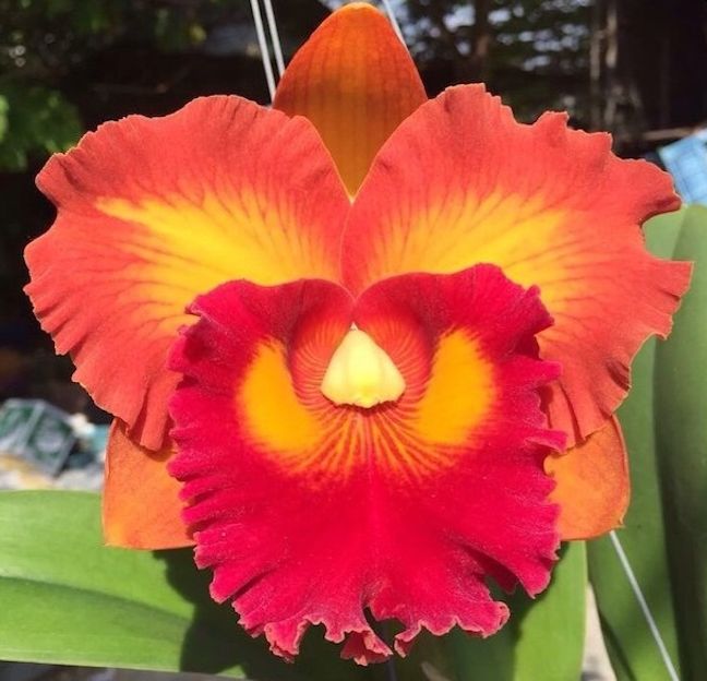 Rlc Nakornchaisri Delight 'No. 2' Carrboro Tropicals