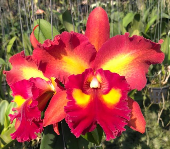 Rlc Siam Firework - Flared Cattleya For Sale