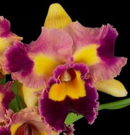 Rlc Siam Golden Flare Carrboro Tropicals