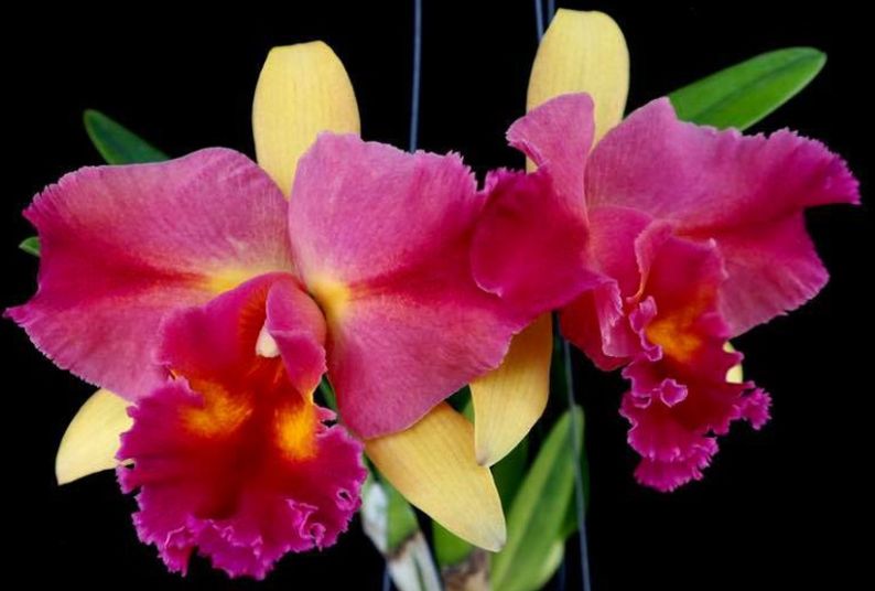 Rlc Siam Palette - Carrboro Tropicals