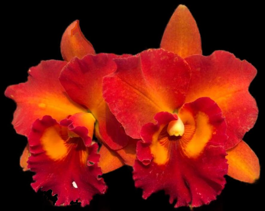 Rlc Shinaphat on Fire 'No. 1' Carrboro Tropicals
