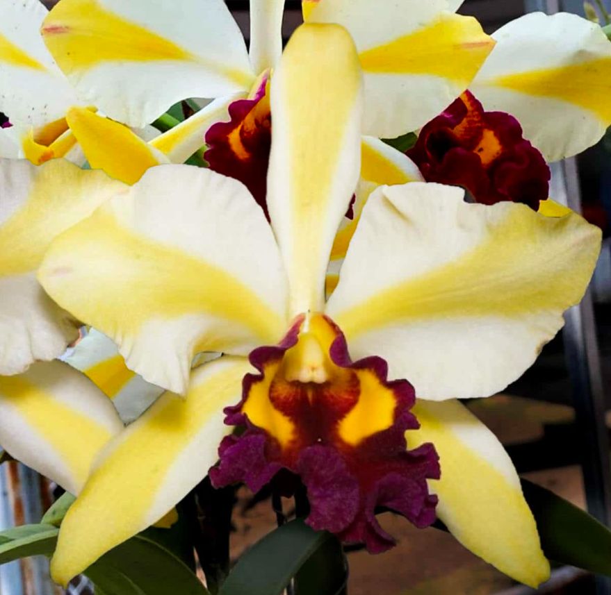 Rth. Fu Shu Glory Carrboro Tropicals