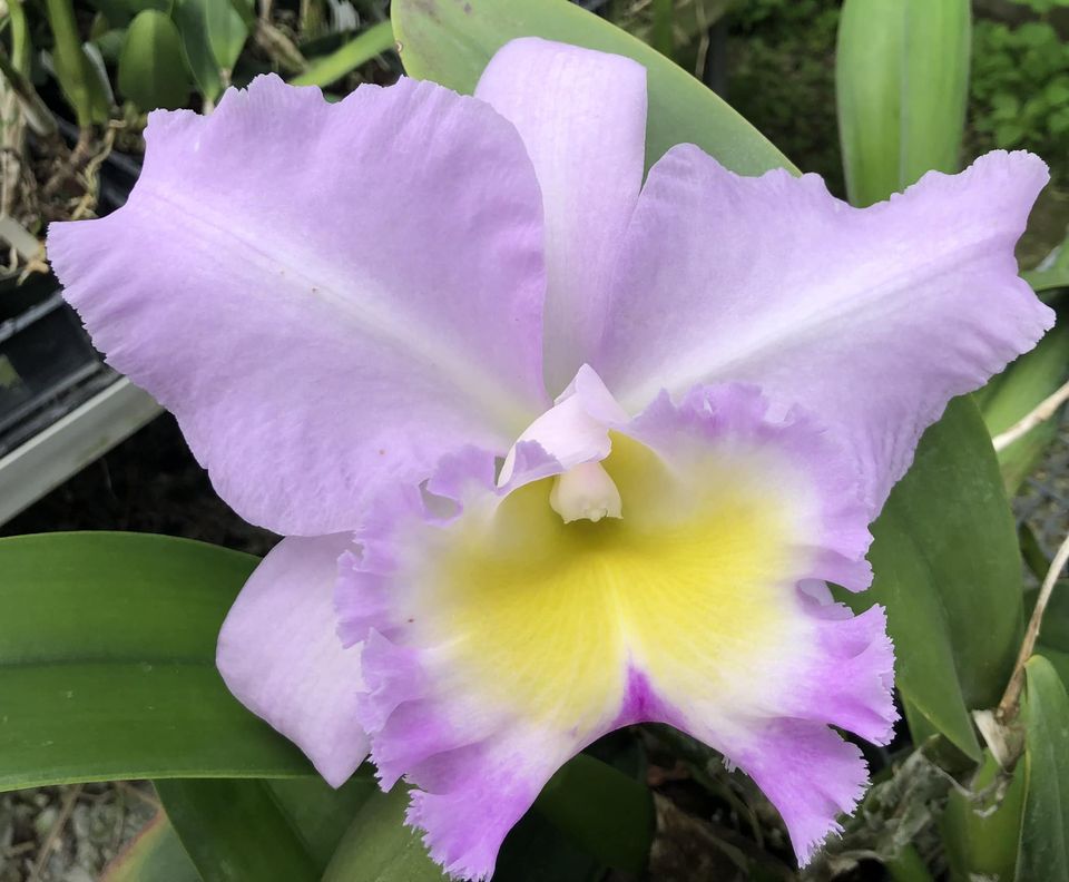 Blc Pamela Hetherington 'Coronation' x George King 'Serendipity ...