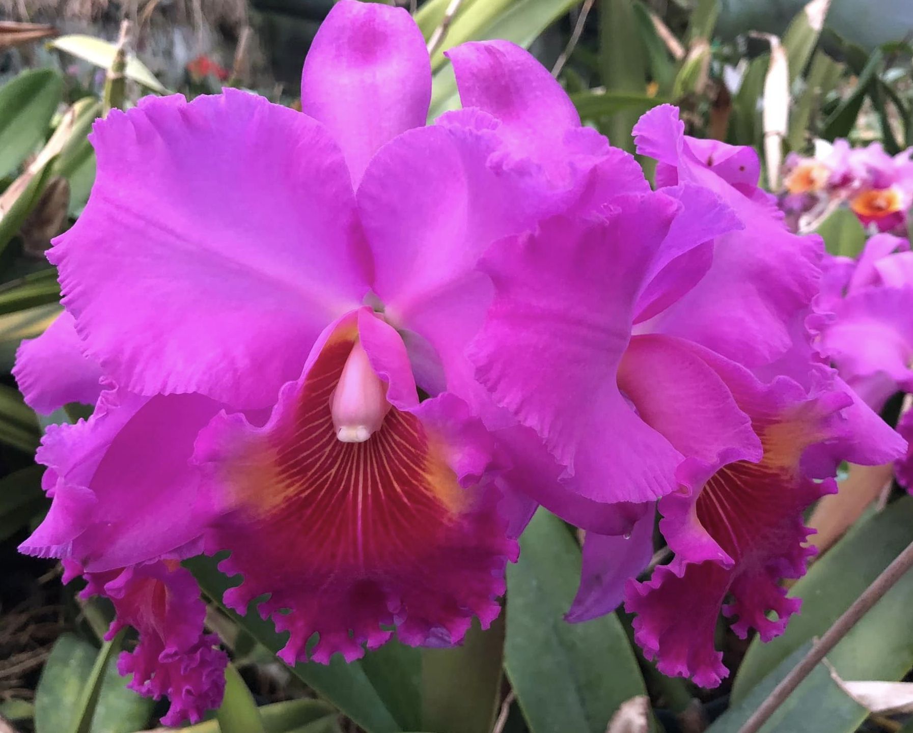 Blc Saint Catherine's Creek 'Kasai' Carrboro Tropicals