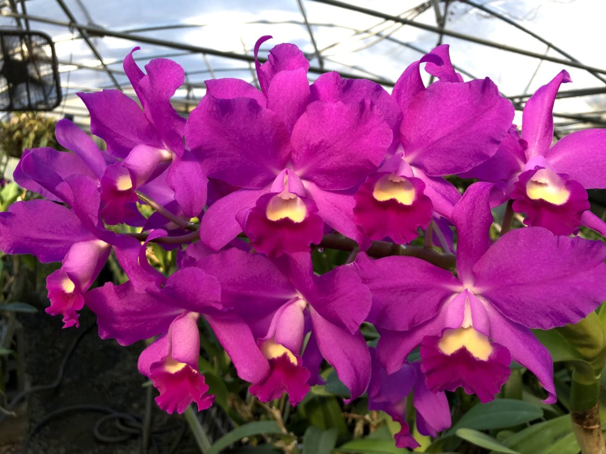 C. Porcia 'Cannizaro' FCC/AOS Carrboro Tropicals