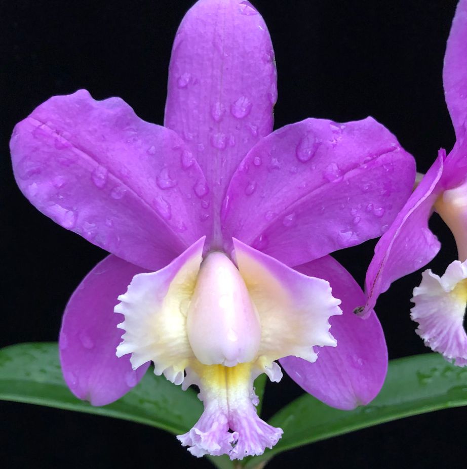 C. harrisoniana 'Volcano King' FCC/AOS x self Carrboro Tropicals