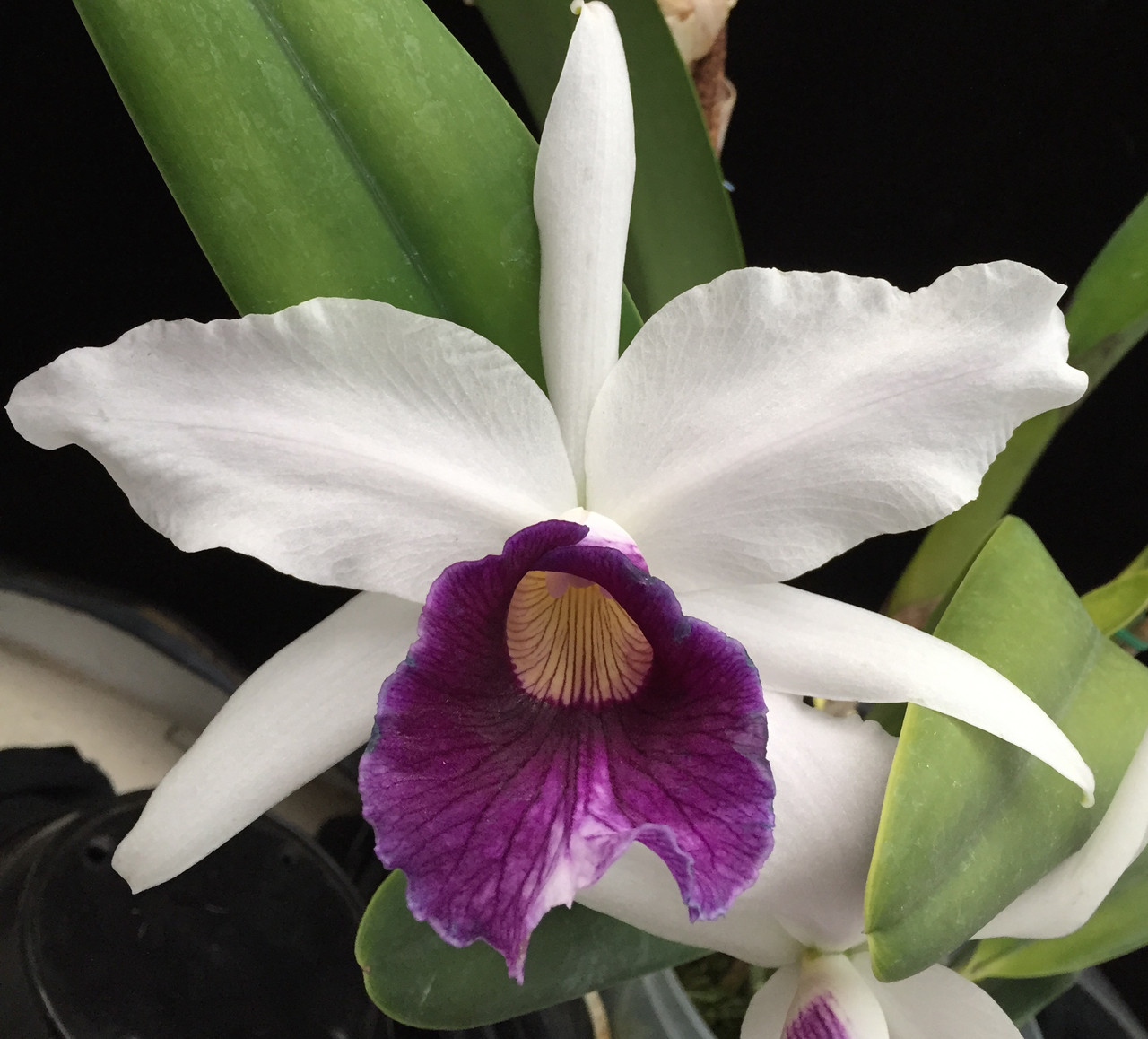 The Orchid Column: The Brazilian Beauty, Laelia purpurata