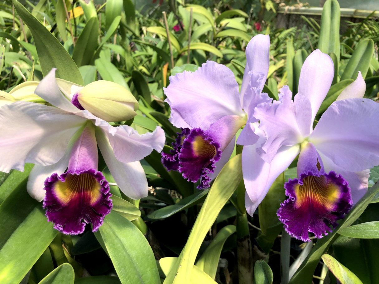 C. Dinard 'Blue Heaven' AM/AOS Carrboro Tropicals