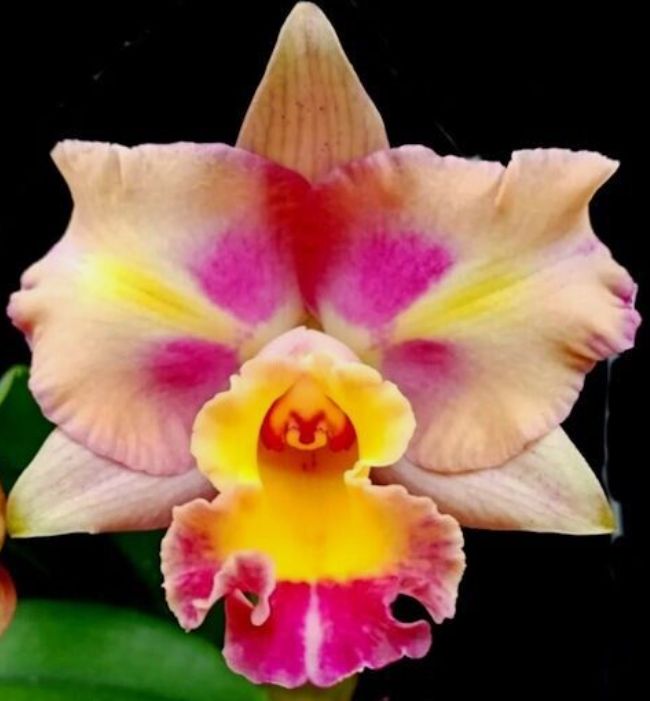 Rlc Lady Gaga 'Alejandro' Carrboro Tropicals