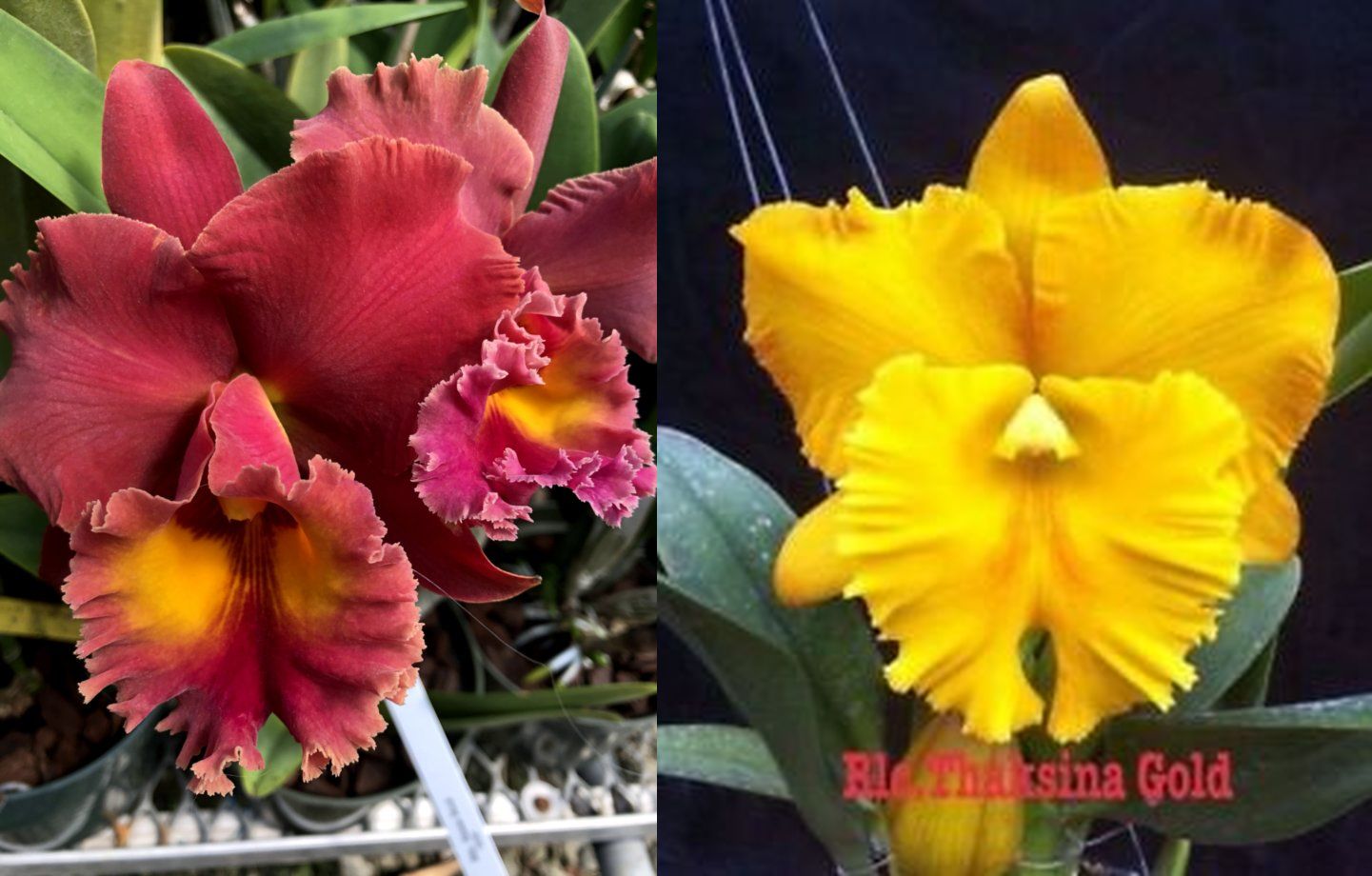 Rlc Siam Red x Thaksina Gold Carrboro Tropicals