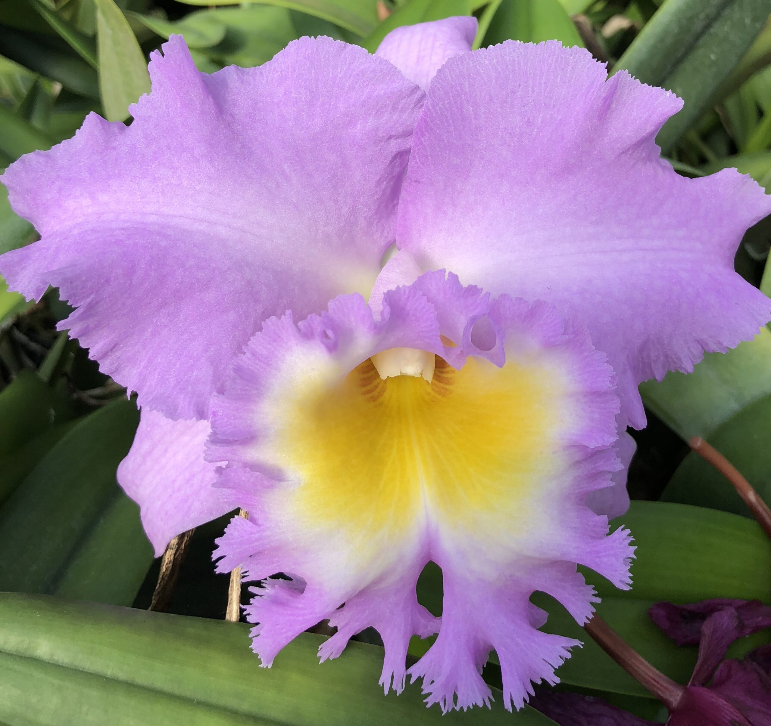 Bc Mount Hood 'Orchidglade' AM/AOS Carrboro Tropicals