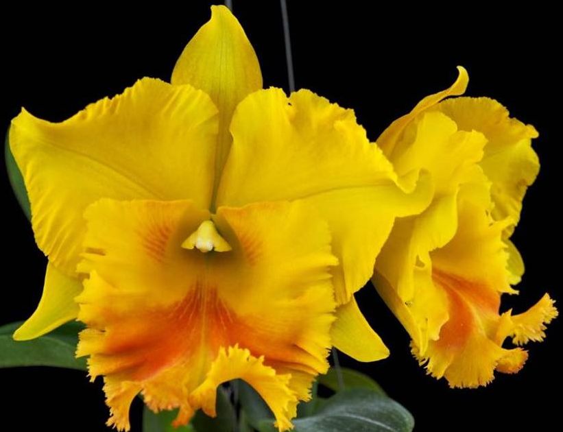 Rlc Haadyai Delight 'Bangprom Gold' AM/AOS - Carrboro Tropicals