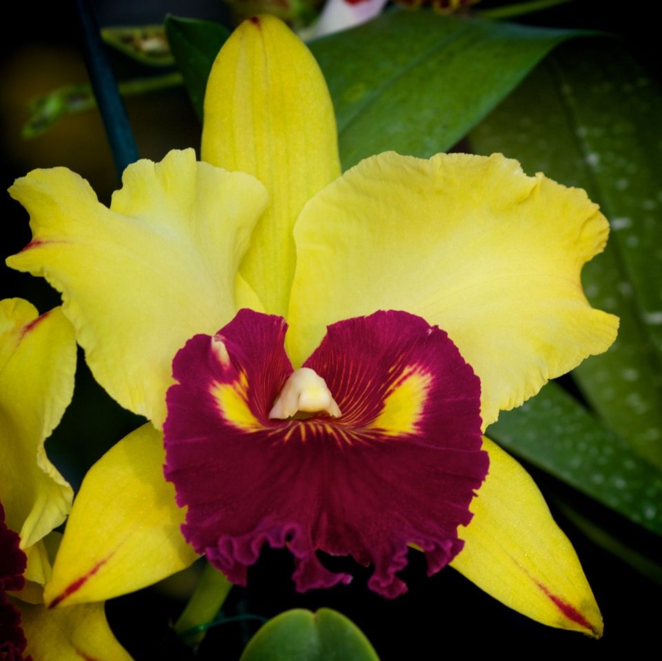 Rlc Fortune 'Doubloon del Rey' AM/AOS x Willette Wong 'The Best