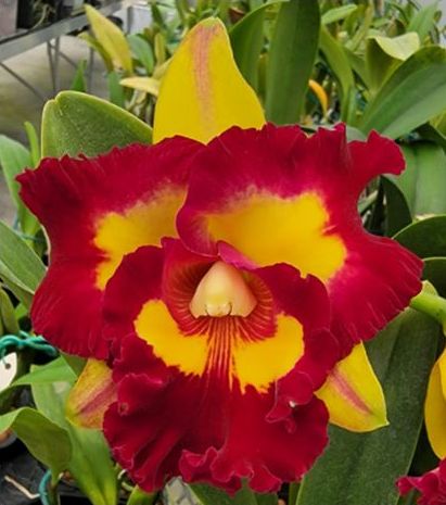 チョウチャン 虹パラ Rlc. Lai Ching-Te 'Tainan' – Kawamoto Orchid Nursery