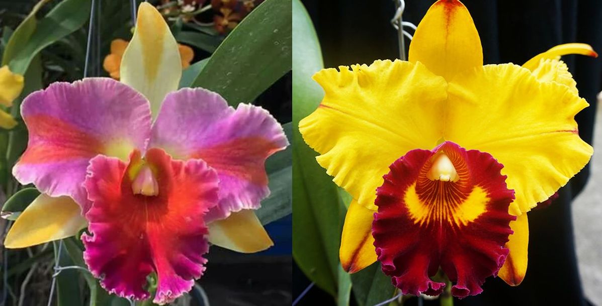 liuueyt　華楽　7本　その他　4本 Rlc. Amazing Thailand x Rlc. Liu's Joyance - Carrboro Tropicals