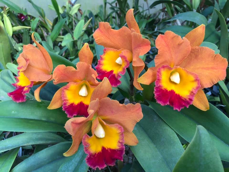 【希少！】タイムファイブ/ハワイアン・パラダイス Pot. Hawaiian Thrill 'Paradise' - Orange Cattleya For Sale