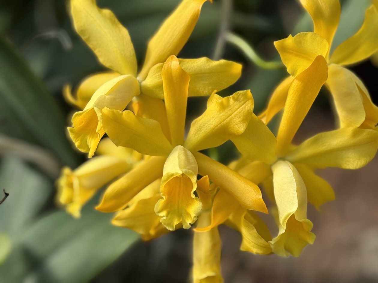 骨董　超希少 カナリアイエロー　ブルドッグ　フィギュリン　ウラン Rth Golden Chieftain 'Akukii' - Yellow Cattleya For Sale
